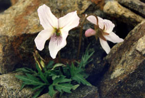 Viola dissecta var sieboldiana